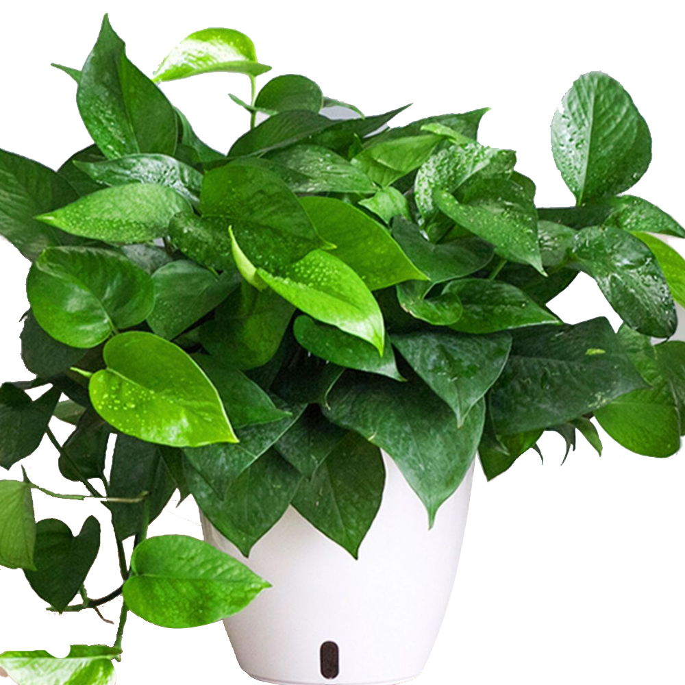 VINILITE Self Watering Pots Plastic Flower Pots Self Watering Planters.