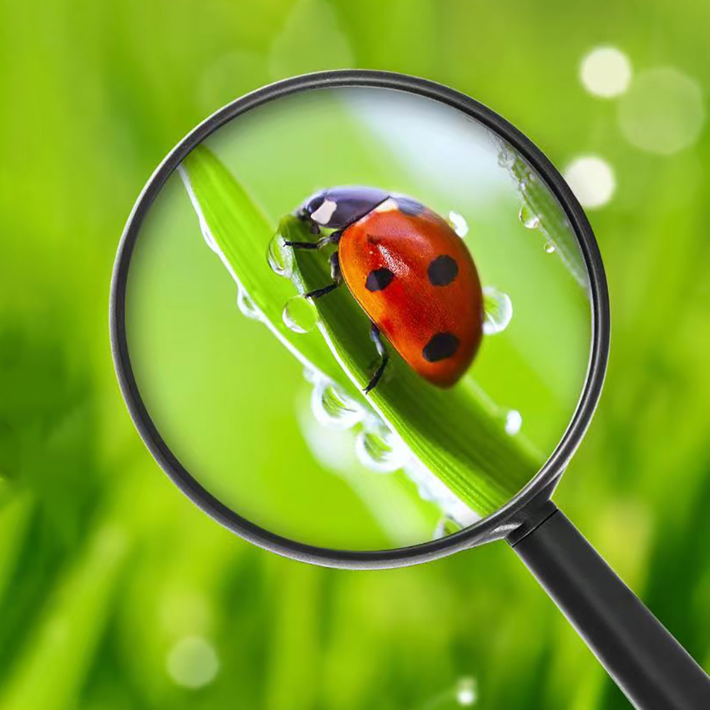 Handheld Magnifying glasses, 3X Magnifier, 50mm Glass Lens, Magnifying glasses for Seniors Reading and Kids Nature Exploration